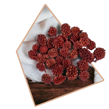 Piros Szárított Casuarina 25g