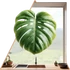Kép 1/3 - Monstera Levél Ablakmatrica [S-méret]