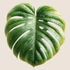 Kép 3/3 - Monstera Levél Ablakmatrica [S-méret]