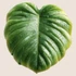 Kép 3/3 - Monstera Levél NanoMatrica [M-méret]