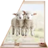 Kép 1/3 - Báránykák Szeretete Ablakmatrica [XL-méret]