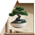 Kép 1/3 - Bonsai Lét NanoMatrica - Minta 1 [S-méret]