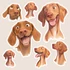 Kép 3/3 - Zsömle a Vizsla Kutya Varázsmatrica Szett [M-méret]