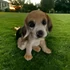 Kép 2/3 - Ülő Beagle Figura