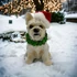 Kép 3/3 - Sapis Westie Figura