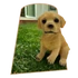 Kép 1/3 - Ülő Golden Retriever Figura