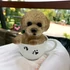 Kép 4/4 - Bögrés Shih-tzu Figura
