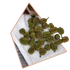 Kép 1/3 - Zöld Szárított Casuarina 25g