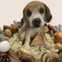 Kép 2/6 - Beagle kölyök bája LED-es Ünnepi Asztaldísz