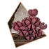 Kép 1/3 - Pink Szárított Chiruni 25g