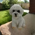 Kép 3/3 - Ülő Bichon Figura