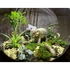 Kép 2/3 - Egoztikus India Florárium Gömb